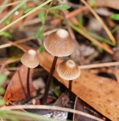 Mycena albidofusca