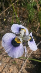 Moraea villosa