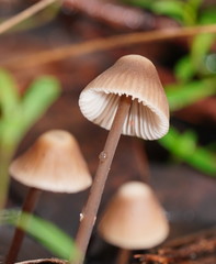 Mycena albidofusca