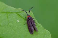 Acoloithus falsarius