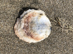 Pododesmus macrochisma