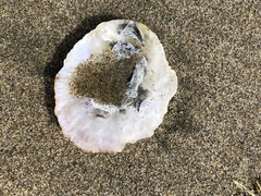 Pododesmus macrochisma