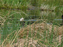 Anser anser × Branta canadensis