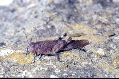 Sphingonotus corsicus