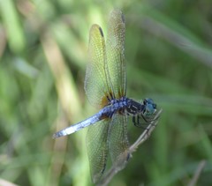 Pachydiplax longipennis