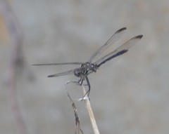 Dythemis velox