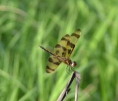 Celithemis eponina