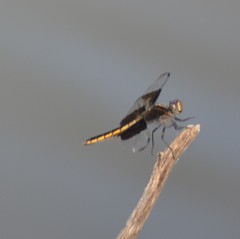 Libellula luctuosa