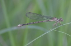 Argia