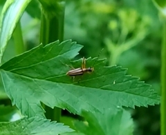Rhagiini
