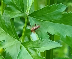 Rhagiini