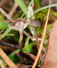 Mycena mijoi