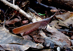 Desmoptera truncatipennis