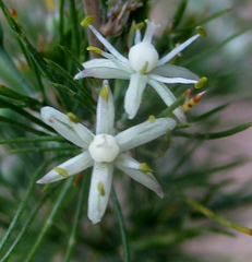 Asparagus suaveolens image