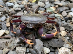 Geothelphusa miyazakii