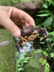 Geothelphusa miyazakii