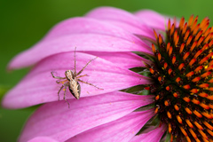 Oxyopes acleistus
