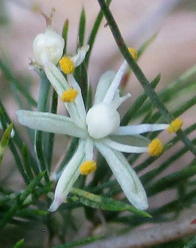 Asparagus suaveolens image