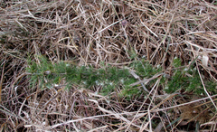 Asparagus suaveolens image