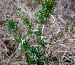 Asparagus suaveolens image