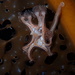 Horned Stalked Jellyfish - Photo (c) hunterefs, some rights reserved (CC BY-NC)