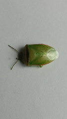 Piezodorus oceanicus