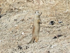 Urocitellus beldingi