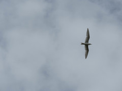 Laridae