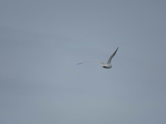 Laridae