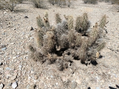 Grusonia kunzei