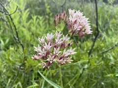 Asclepias rubra
