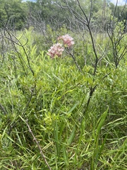 Asclepias rubra