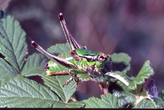 Eupholidoptera chabrieri