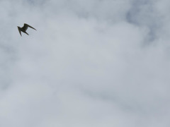 Laridae