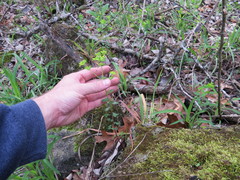 Euphorbia roemeriana