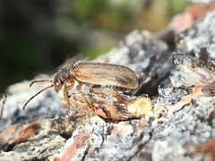 Syneta pilosa
