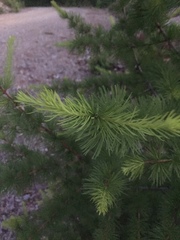 Larix sibirica