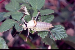 Ephippiger terrestris