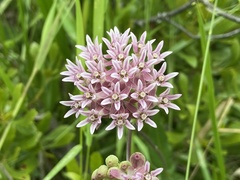 Asclepias rubra