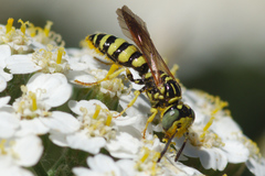 Philanthus crabroniformis
