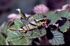 Eupholidoptera chabrieri