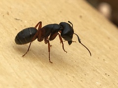 Camponotus herculeanus