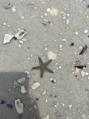 Astropecten duplicatus