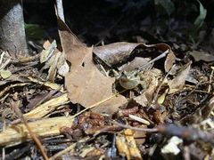 Pseudacris brachyphona