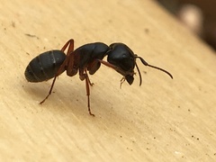 Camponotus herculeanus