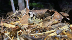 Pseudacris brachyphona