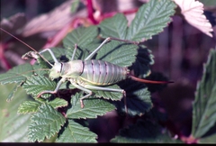 Ephippiger terrestris