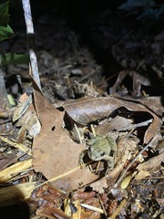 Pseudacris brachyphona