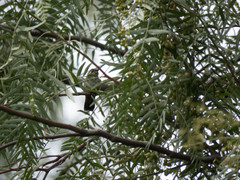 Trochilidae