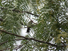 Trochilidae